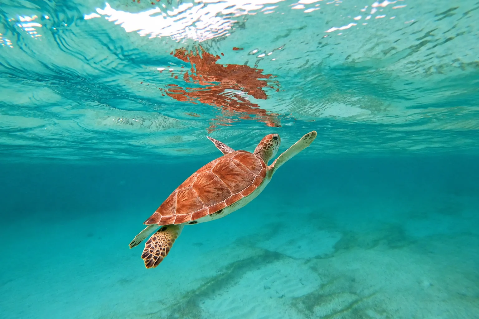 Una tortuga marina nadando hacia la superficie en la Bahía de Akumal