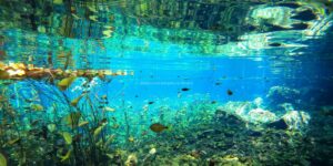 cenotes private tour