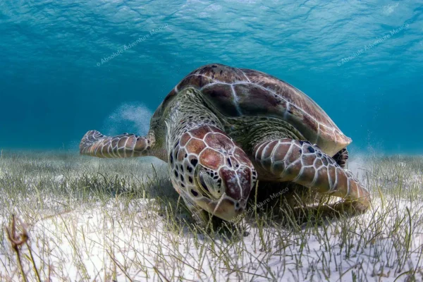 tour privado Akumal tortugas y cenote en la Riviera Maya