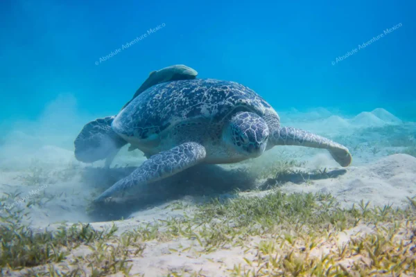 tour privado Akumal tortugas y cenote en la Riviera Maya
