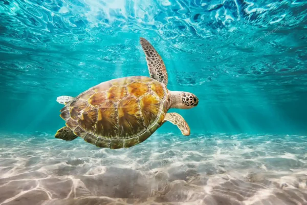 tour privado Akumal tortugas y cenote en la Riviera Maya