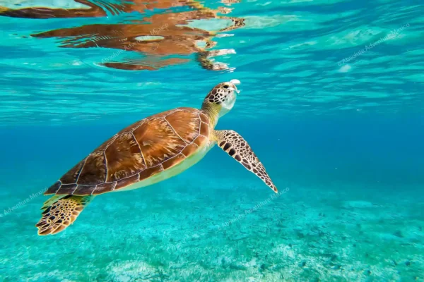 tour privado Akumal tortugas y cenote en la Riviera Maya
