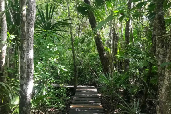 tour privado Muyil Kaan Luum y cenote en la Riviera Maya
