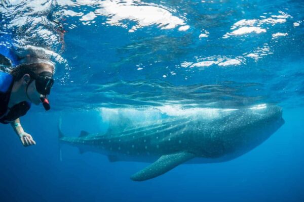 tour privado nado con tiburon ballena en la Riviera Maya