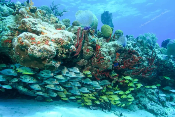 tour privado snorkel arrecife Puerto Morelos en la Riviera Maya