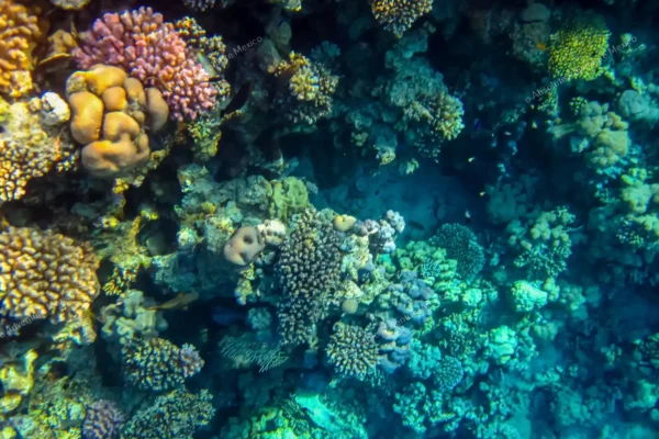 tour privado snorkel arrecife Puerto Morelos en la Riviera Maya