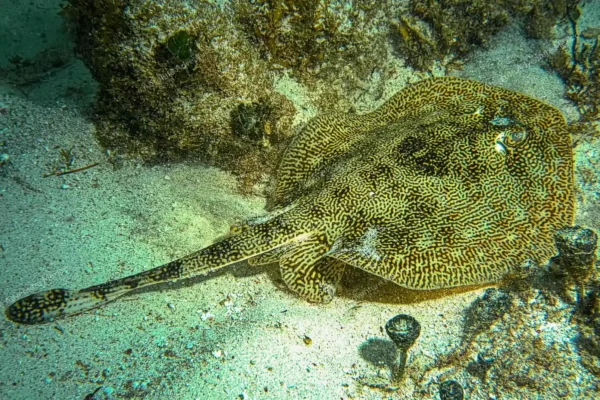 tour privado snorkel arrecife Puerto Morelos en la Riviera Maya