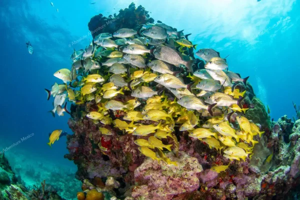 tour privado snorkel arrecife Puerto Morelos en la Riviera Maya