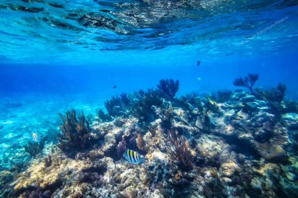tour privado snorkel arrecife Puerto Morelos en la Riviera Maya