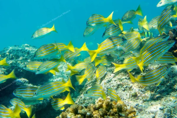 tour privado snorkel arrecife Puerto Morelos en la Riviera Maya