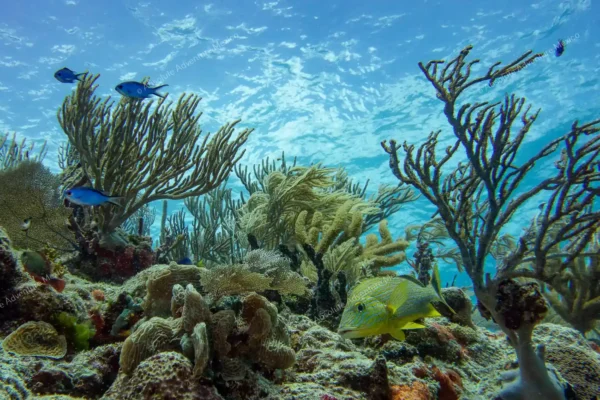 tour privado snorkel arrecife Puerto Morelos en la Riviera Maya