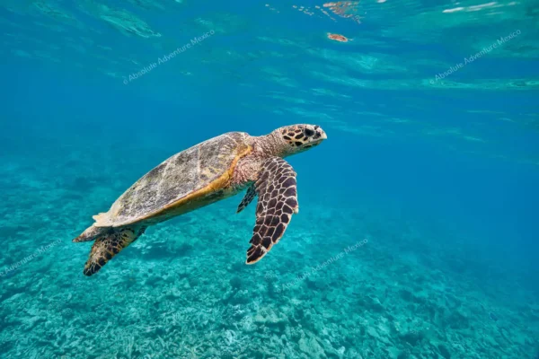 tour privado snorkel arrecife Puerto Morelos en la Riviera Maya