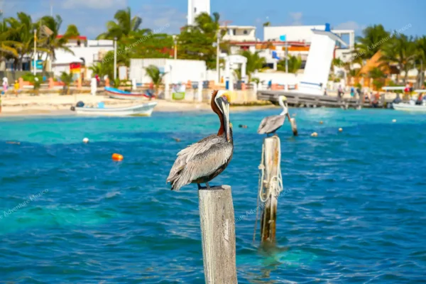 tour privado snorkel arrecife Puerto Morelos en la Riviera Maya