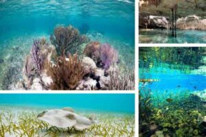 tour privado snorkel arrecife Tulum y cenote en la Riviera Maya