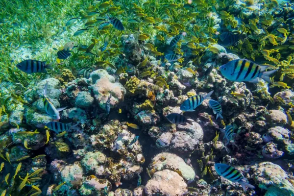 tour privado snorkel arrecife Tulum y cenote en la Riviera Maya
