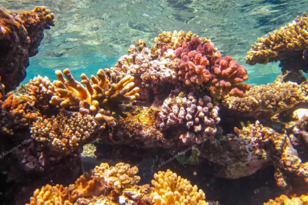 tour privado snorkel arrecife Tulum y cenote en la Riviera Maya