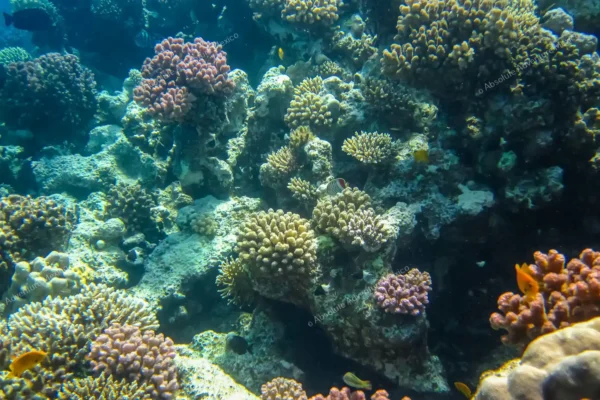 tour privado snorkel arrecife Tulum y cenote en la Riviera Maya