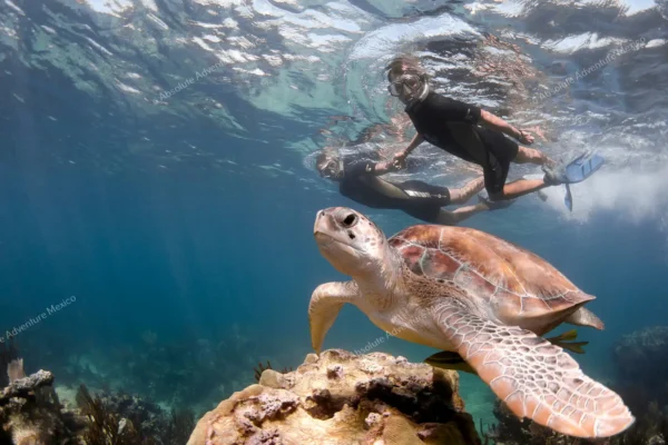 Dos personas haciendo snorkel con una tortuga marina en Akumal