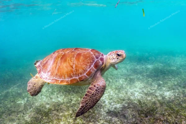 Tortuga verde nadando en la bahía de Akumal