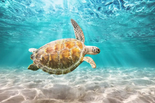Tortuga marina nadando en agua clara