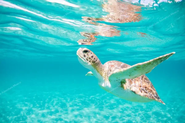 Tortuga marina nadando hacia la luz en Akumal