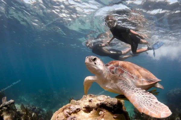 Dos personas nadando junto a una tortuga marina