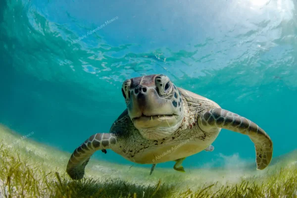 Primer plano de una tortuga marina bajo el agua