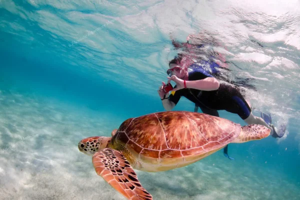 Persona haciendo snorkel con una tortuga marina en Akumal
