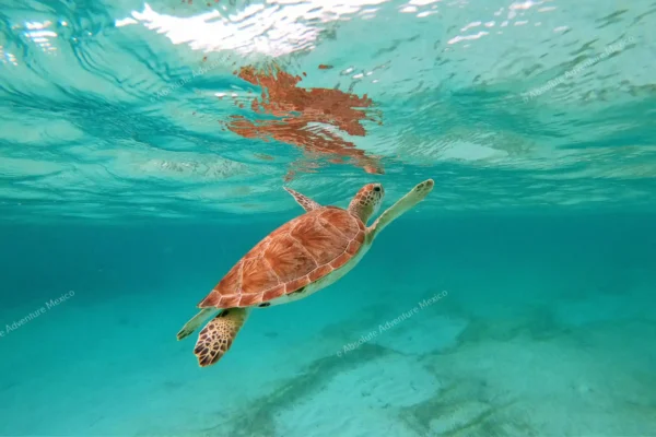 Tortuga marina subiendo a respirar en Akumal