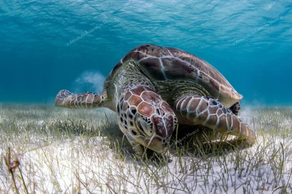 Tortuga marina comiendo pasto marino en Akumal