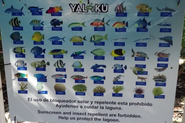 tour privado Yal Ku y cenote en la Riviera Maya