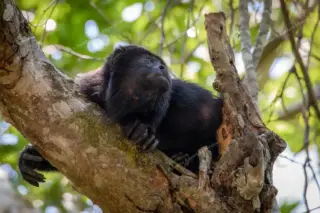 tour privado Coba y Punta Laguna en la Riviera Maya