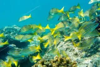 tour privado snorkel arrecife Tulum y cenote en la Riviera Maya