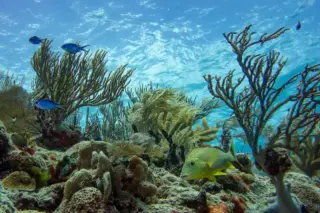 tour privado snorkel arrecife Tulum y cenote en la Riviera Maya