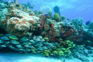 tour privado snorkel arrecife Puerto Morelos en la Riviera Maya