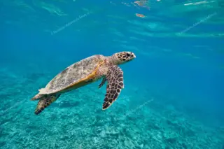 tour privado snorkel arrecife Puerto Morelos en la Riviera Maya